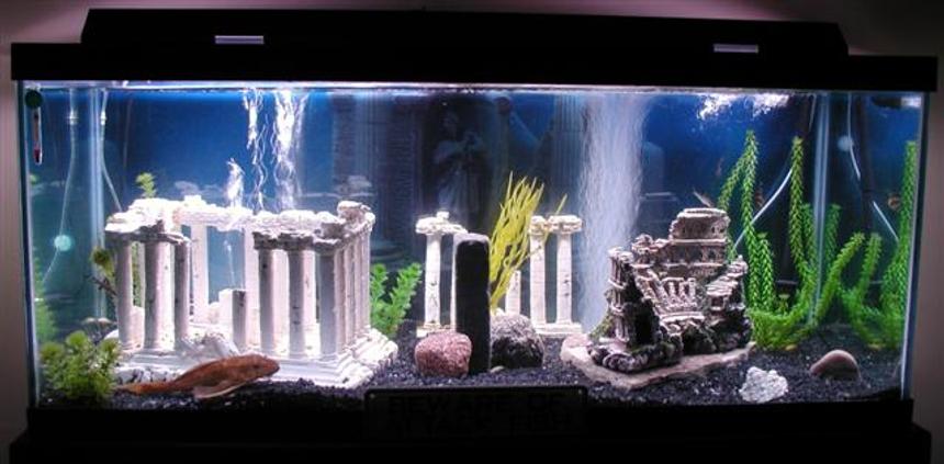 Rated #303: 75 Gallons Freshwater Fish Tank - My Atlantis
