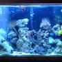 fish tank picture - 30 gallon Reef tank with AB lights on is 400 watt MH light too much for a 29 gallon