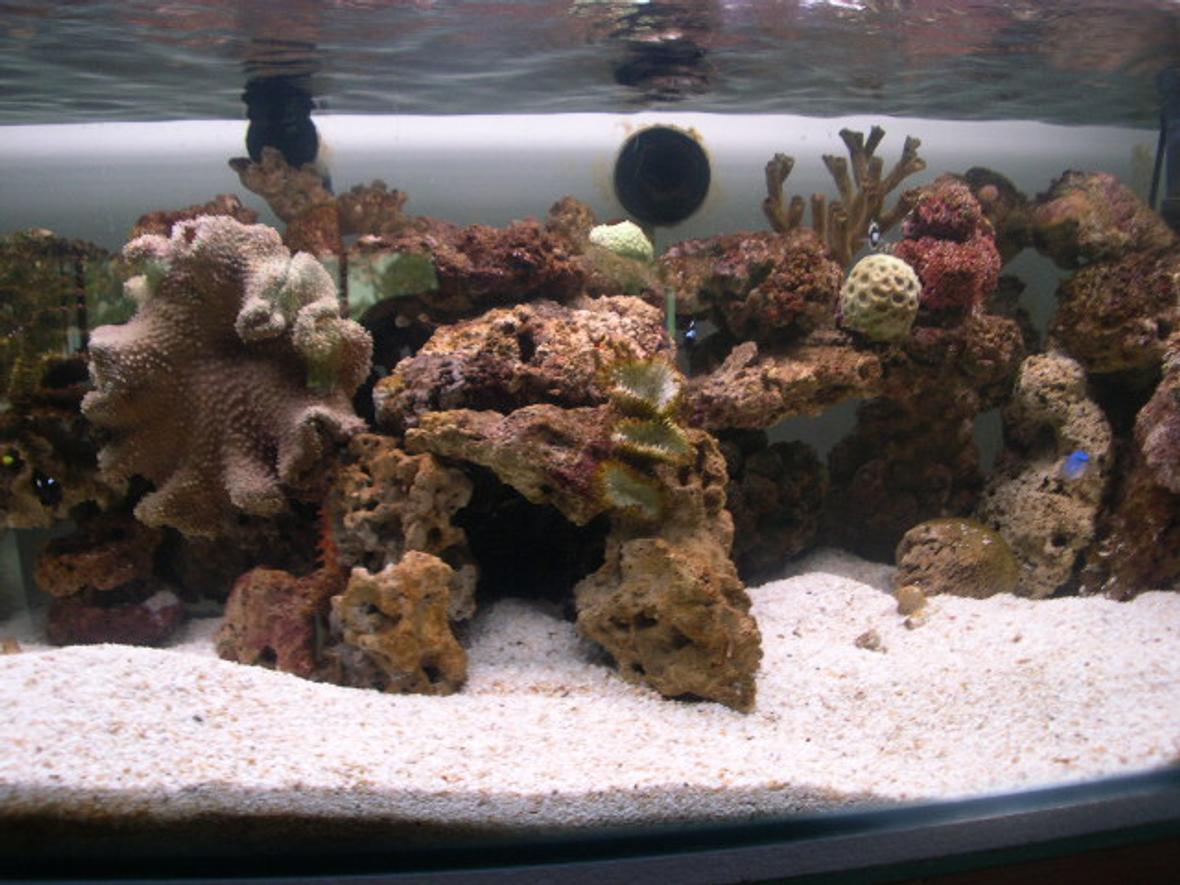 80 gallons reef tank (mostly live coral and fish) - Favourite old photo, need to update already