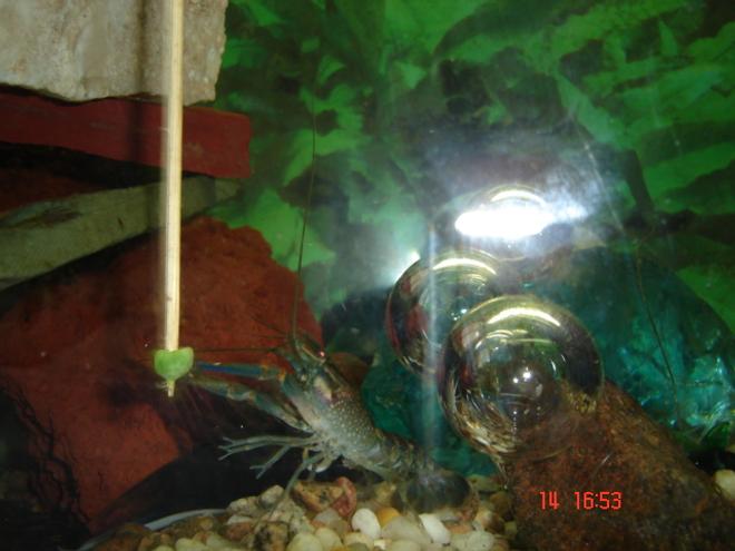 corals inverts - procambarus sp. - hammers cobalt blue lobster stocking in 30 gallons tank - my blue cray fish going for the frozen pea.