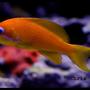 saltwater fish - pseudanthias pictilis - pictilis anthias stocking in 75 gallons tank - Blue-Eyed Anthias