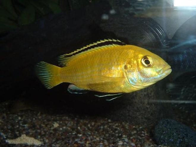 freshwater fish - labidochromis caeruleus - electric yellow cichlid stocking in 100 gallons tank - Yellow Lab (Dominant male)