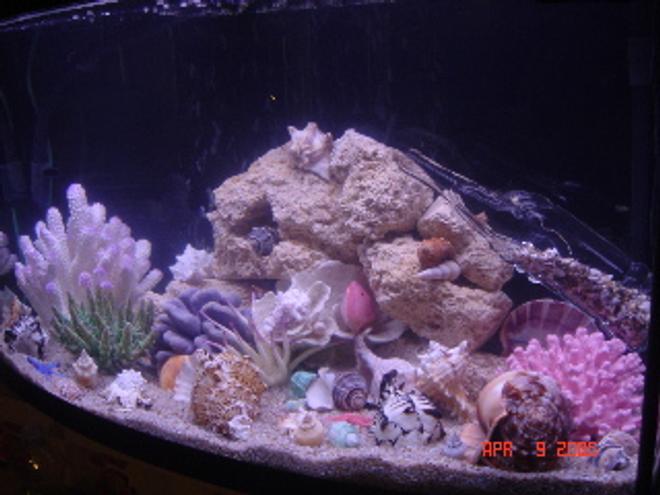 50 gallons saltwater fish tank (mostly fish, little/no live coral) - 50G Salt.