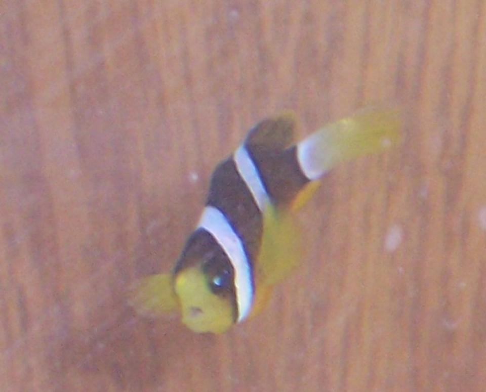 saltwater fish - amphiprion clarkii - clarkii clownfish stocking in 10 gallons tank - Clarkii clown