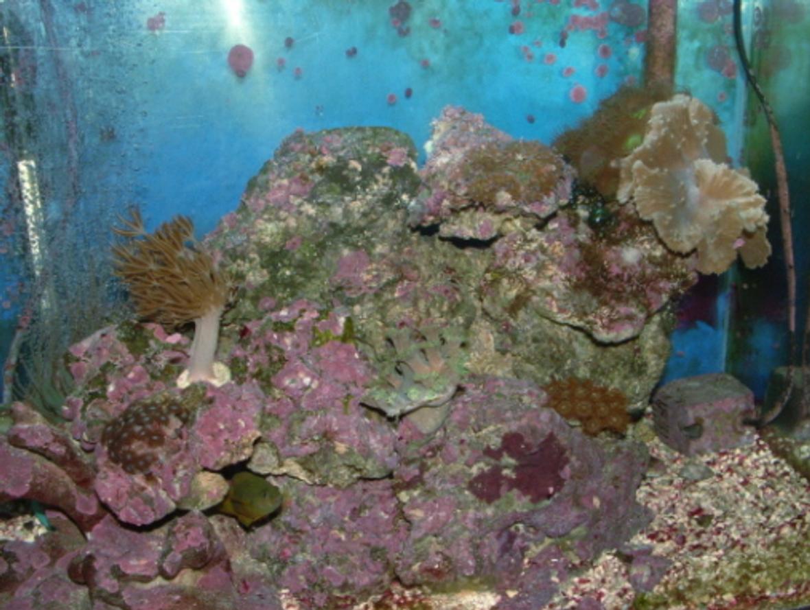 20 gallons reef tank (mostly live coral and fish) - out of a doz. pics this is the best one