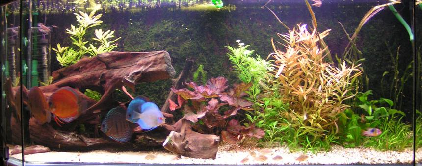 Rated #74: 120 Gallons Planted Tank - Discus tank,
2 adult and 6 medium size discusfish.