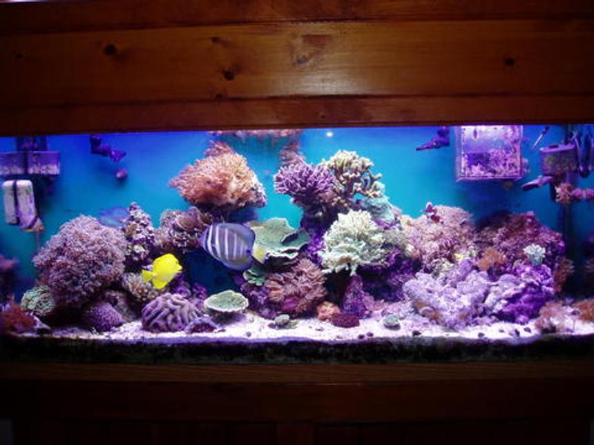 Rated #49: 55 Gallons Reef Tank - Full shot, survived Katrina and other hurricanes!