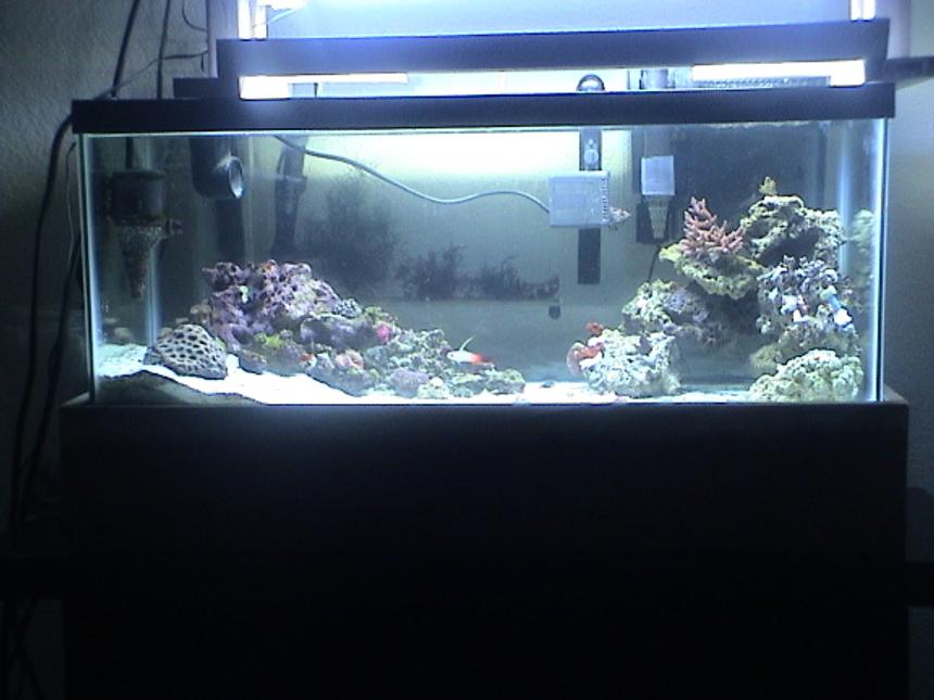 Rated #159: 20 Gallons Reef Tank - awesome stuff. got most of my coral from trading but the beautiful macro algae came from marineflora