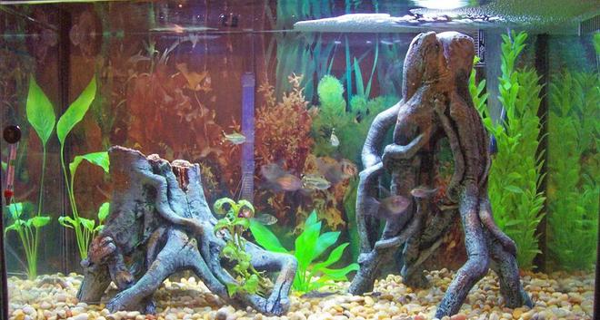 30 gallons freshwater fish tank (mostly fish and non-living decorations) - this is my 30 gallon tank its alittle blurry but you get just of it. ill upload one of my 10 gallon soon