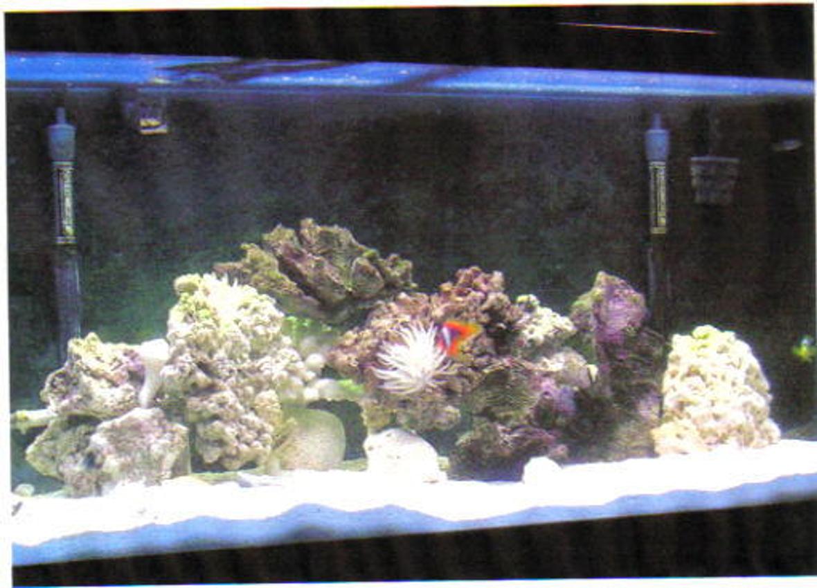 90 gallons saltwater fish tank (mostly fish, little/no live coral) - 90 gal saltwater aquarium in the works