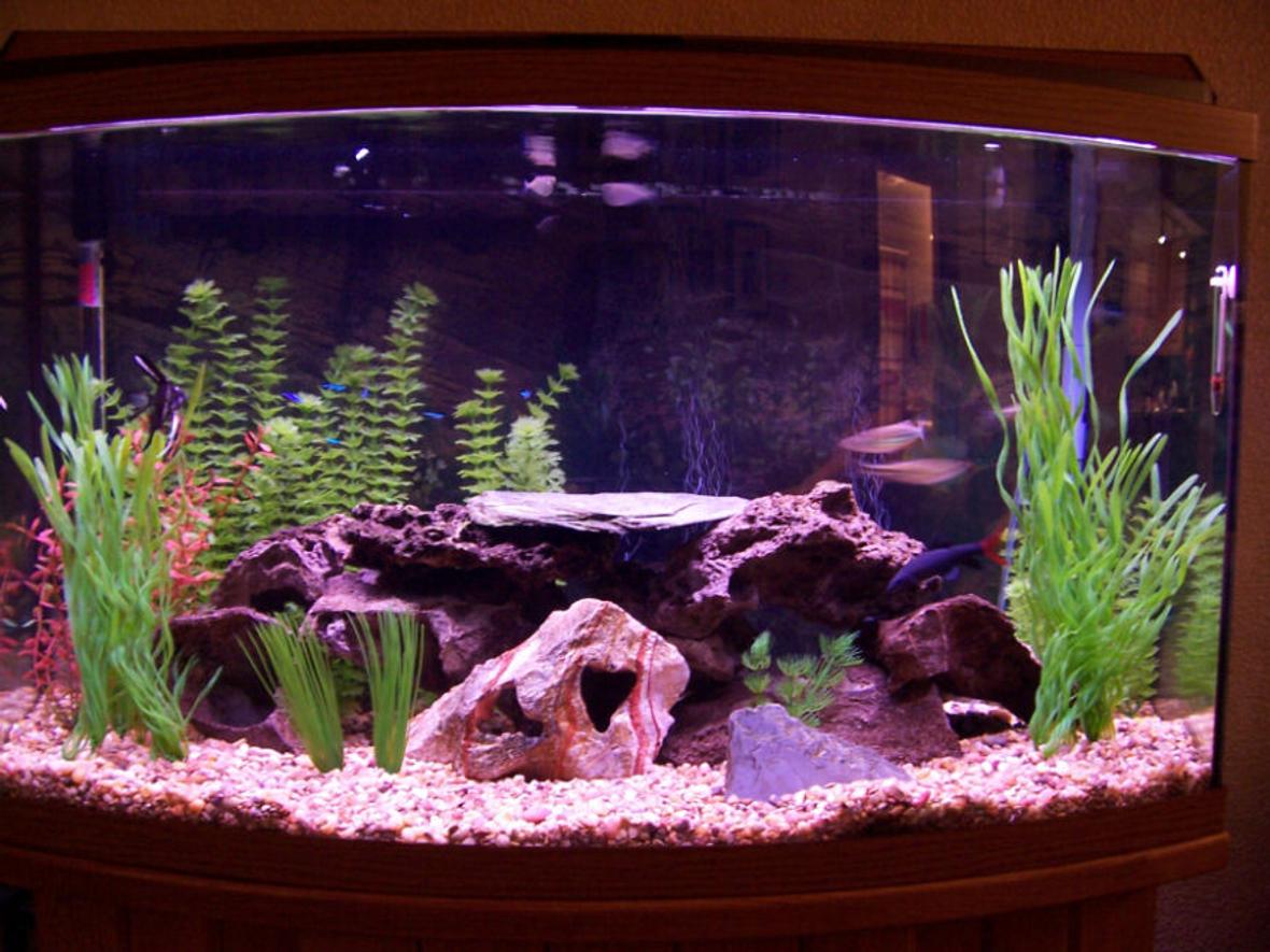 46 gallons freshwater fish tank (mostly fish and non-living decorations) - here it is!