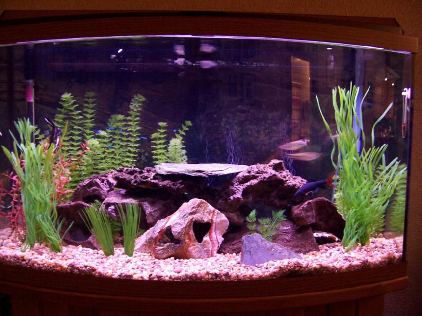 Rated #107: 46 Gallons Freshwater Fish Tank - here it is!