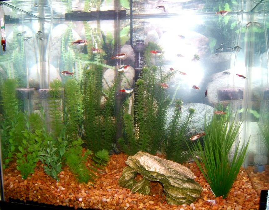 Rated #309: 25 Gallons Freshwater Fish Tank - 25 gallons. A little overcrowed with little fish...
