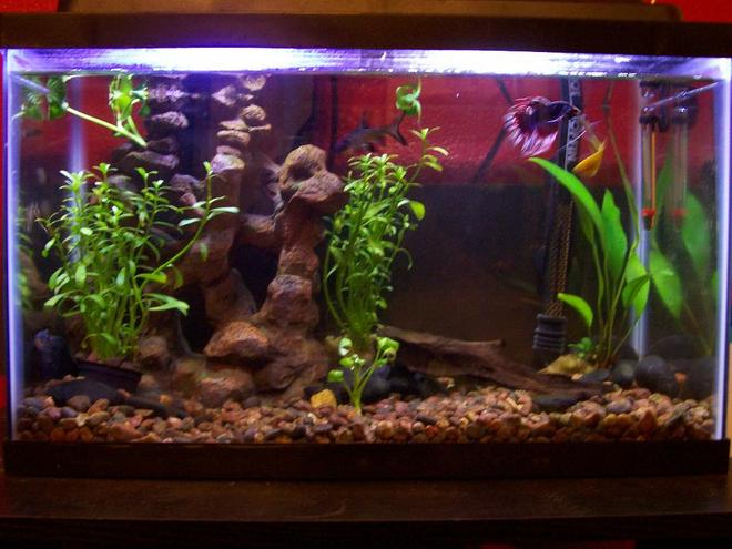 30 gallons freshwater fish tank (mostly fish and non-living decorations) - this is my 10 gall. I have 1yellow 1blue and 1pearl gorami
1 betta and a bala shark ( thats just a fancy name for a minnow) sounds good though. also 2 small unknown algea aeters. its a 10x10.5x20 10gal  tank with a TOPFIN 10 filter and 50 watt heater with 5050 florecent light wich gives it a nice glow