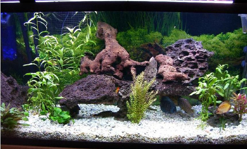 Rated #78: 100 Gallons Planted Tank - 100g planted discus tank