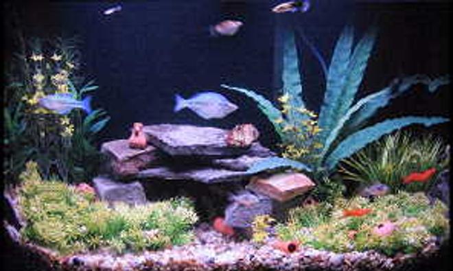 45 gallons freshwater fish tank (mostly fish and non-living decorations) - My "prarie theme" 45? gallon tank. They all seem pretty happy in here :)