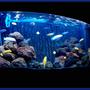 64 gallons freshwater fish tank (mostly fish and non-living decorations) - 64G/240L Malawi Mbuna Tank established April 2005 Mix of Ps Acei, Ps Crabro, M. Callianos,OB Trevawasae, Lab caeuruleus, May.Estherae,Syno Multi's.