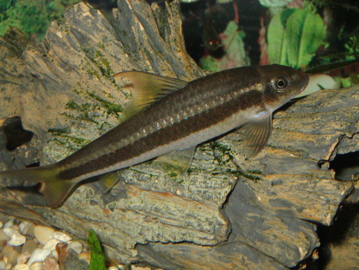 freshwater fish - crossocheilus siamensis - siamese flying fox stocking in 44 gallons tank - False Siamese Flying Fox