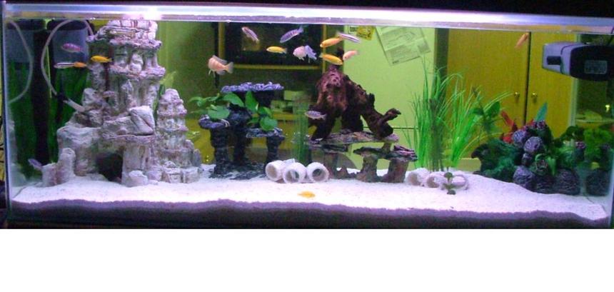 Rated #157: 58 Gallons Freshwater Fish Tank - This is my first shot at a 50+ galon. After adding the water for the first time, the base of the tank cracked. I sent it back to the manufacturer to have it fixed. When it came back, it had a leak. So after all my trouble of getting it setup up, this is the outcome.

The tank is situated between my kitchen and the tv room. So I tried to have little deco in the center and have more on the sides so that my wife can still watch tv while doing the dishes.