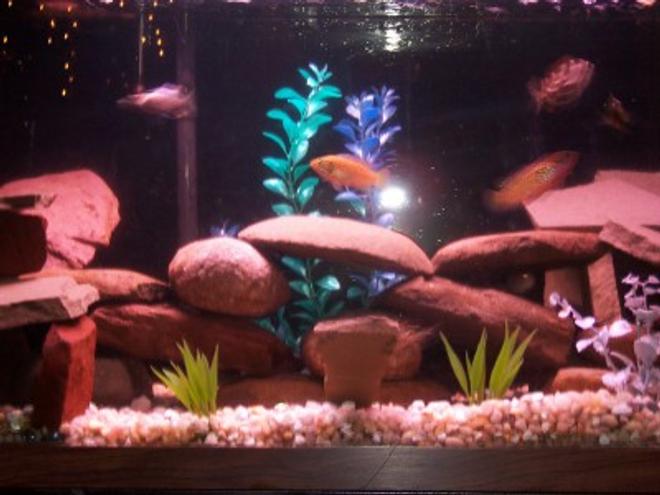 35 gallons freshwater fish tank (mostly fish and non-living decorations) - 35 Gallon African Cichlids. 9 cichlids, 1 snail, 1 pleco.  Fake Plants.  Whisper 40