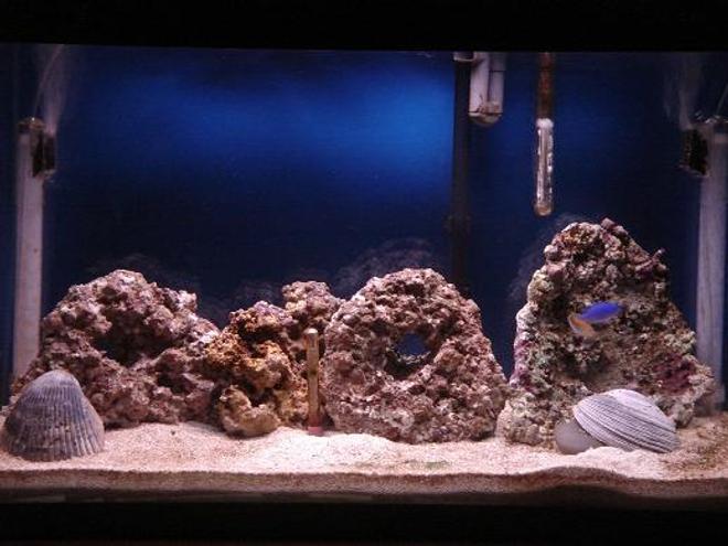 29 gallons saltwater fish tank (mostly fish, little/no live coral) - This is where I stand it has been a little over 2 months.