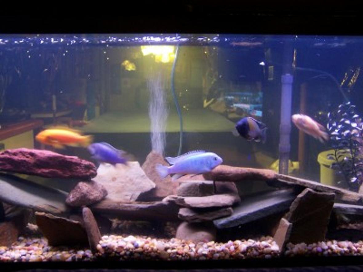 40 gallons freshwater fish tank (mostly fish and non-living decorations) - 55 Gallon African Cichlids. 8 African Cichlids, 1 snail, 1 pleco. Fake plants. Whisper 55. Rock picked for creeks in Pennsylvania.