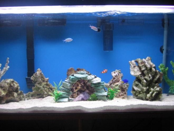 60 gallons saltwater fish tank (mostly fish, little/no live coral) - 20 lbs of indonesian live rock, 5 lbs of premium fiji live rock, 2 fake corals and a regular painted rock. Fish: 3 yellow tail damsels, 2 clowns and 2 green something.