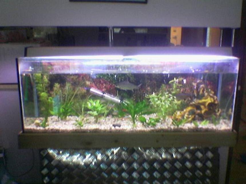Rated #188: Planted Tank - this is my fish tank i have had it for about 1 year