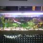 planted tank (mostly live plants and fish) - this is my fish tank i have had it for about 1 year