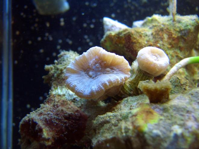 corals inverts - caulastrea furcata - blue spruce caulastrea stocking in 2 gallons tank - My trumpet coral head splitting in 3.