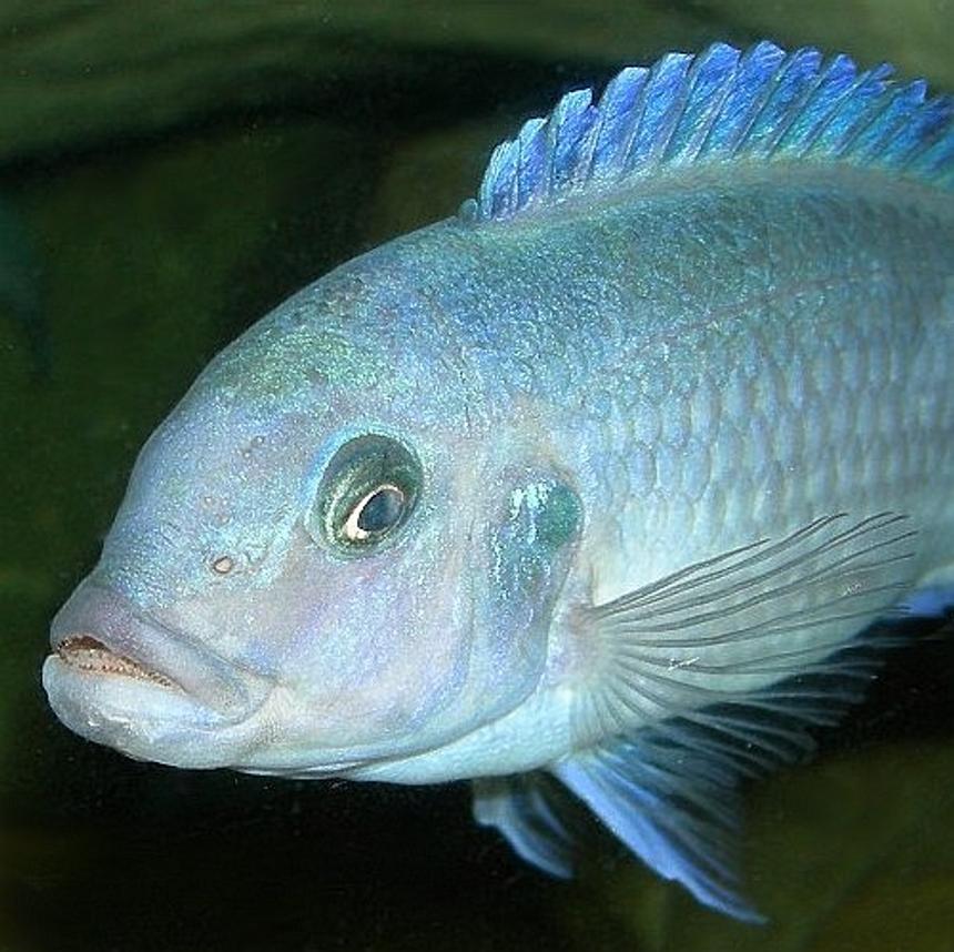 Rated #3: Freshwater Fish - Metriaclima Callainos - Cobalt Blue Zebra Cichlid Stocking In 75 Gallons Tank - Female Pseudotropheus Zebra "cobalt" (aka Maylandia or Mettriaclima callainos)  I wish the scientific community would come to a taxonomic concensus already!