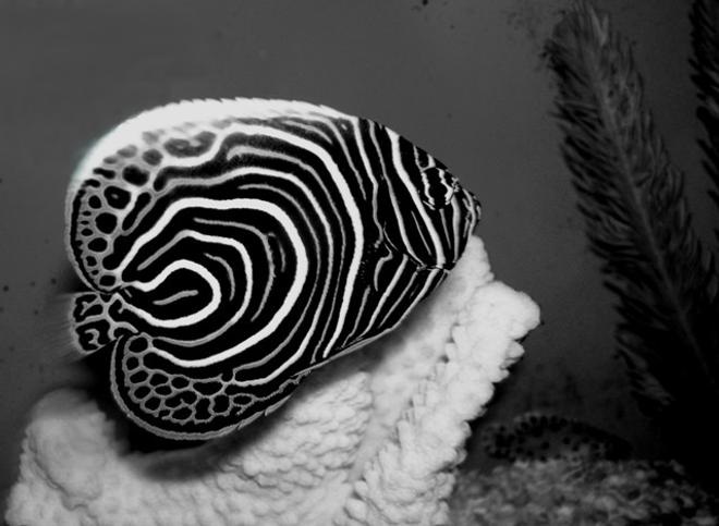 saltwater fish - pomacanthus imperator - imperator angelfish stocking in 75 gallons tank - Juvenile imperator angelfish.  
Image captured at local fish store.
One day I will set up a tank for these stunning fish.