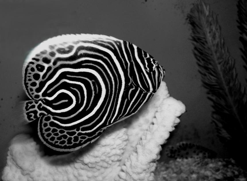 Rated #10: Saltwater Fish - Pomacanthus Imperator - Imperator Angelfish Stocking In 75 Gallons Tank - Juvenile imperator angelfish.  
Image captured at local fish store.
One day I will set up a tank for these stunning fish.