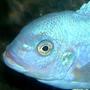 freshwater fish - maylandia callainos - blue cobalt cichlid stocking in 75 gallons tank - Headshot. Male Pseudotropheus Zebra "cobalt (aka Maylandia or Mettriaclima callainos) I wish the scientific community would come to a taxonomic concensus already!