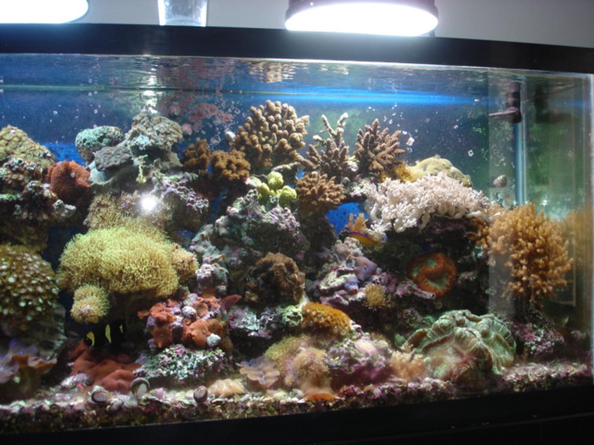 55 gallons reef tank (mostly live coral and fish) - reef