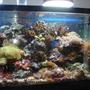 55 gallons reef tank (mostly live coral and fish) - reef