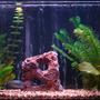 29 gallons freshwater fish tank (mostly fish and non-living decorations) - the tank