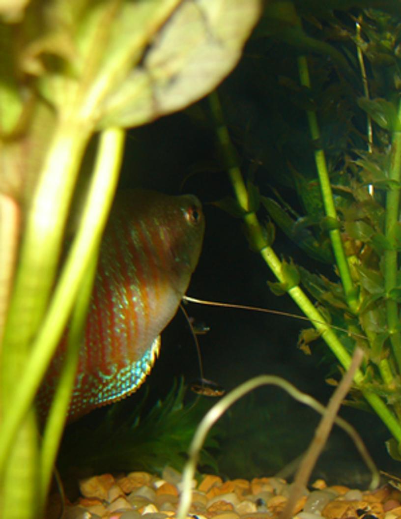 Rated #146: Freshwater Fish - Colisa Lalia - Dwarf Gourami Stocking In 29 Gallons Tank - dwarf gourami named big boy