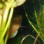 freshwater fish - colisa lalia - dwarf gourami stocking in 29 gallons tank - dwarf gourami named big boy
