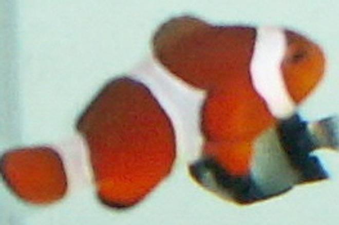 saltwater fish - amphiprion ocellaris - ocellaris clownfish stocking in 37 gallons tank - this is my clownfish and my 3 stripe damsel