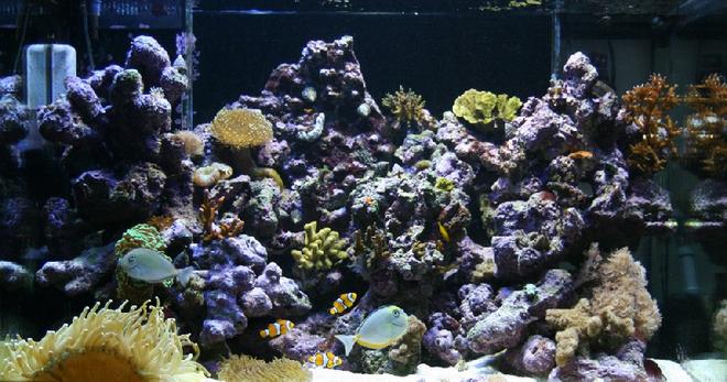 90 gallons reef tank (mostly live coral and fish) - Here is a photo on my Percula 90 tank.
This tank started I up in 20 Juli -2005
It contains 35kg LR