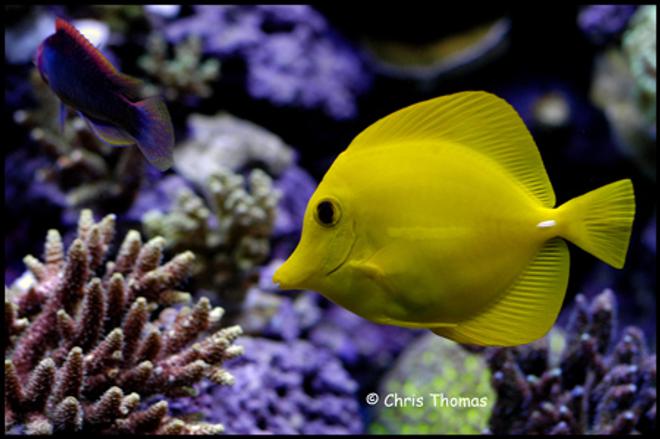 saltwater fish - zebrasoma flavescens - yellow tang - hawaii stocking in 75 gallons tank - Yellow Tang