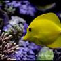 saltwater fish - zebrasoma flavescens - yellow tang - hawaii stocking in 75 gallons tank - Yellow Tang