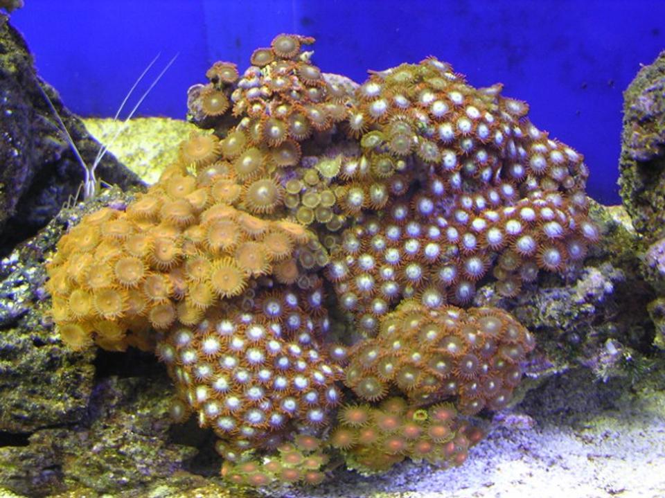 corals inverts - zoanthus sp. - green polyps stocking in 100 gallons tank - misc zoos 1.5 years old
