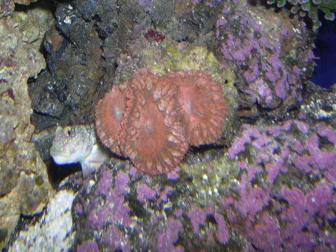 corals inverts - blastomussa wellsi - blastomussa coral stocking in 100 gallons tank - blasto wellsi 1 month old w toby peeking saying whats really going on
