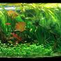 90 gallons planted tank (mostly live plants and fish) - 90g planted tank. CO2 and fertalizers, 2.4 wpg. Running 1 year.