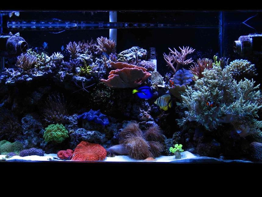 Rated #76: 90 Gallons Reef Tank - 90 gallon mixed reef tank with two tunze streams, 2 phoenix 14k 250 watt halides.