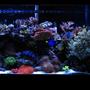90 gallons reef tank (mostly live coral and fish) - 90 gallon mixed reef tank with two tunze streams, 2 phoenix 14k 250 watt halides.
