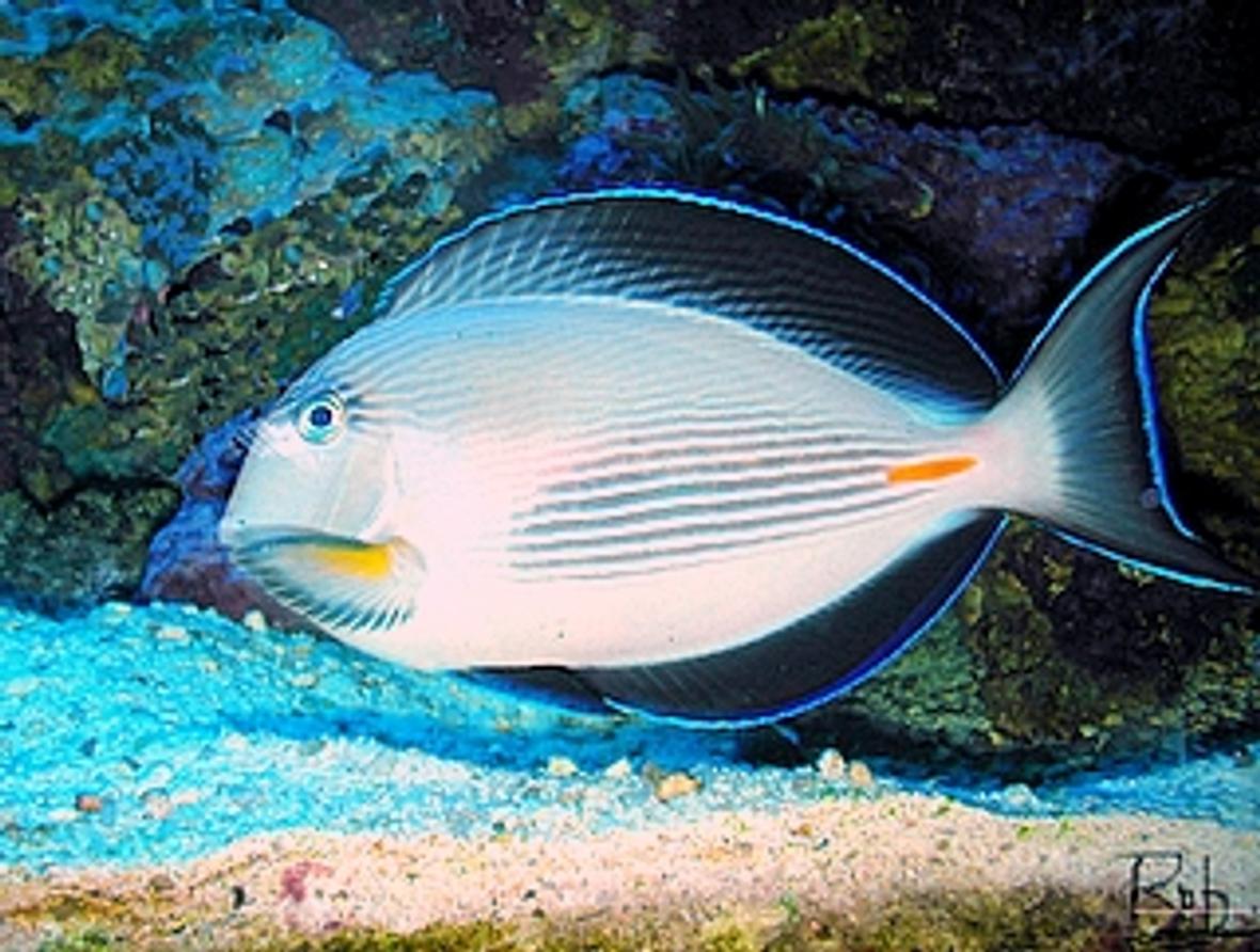saltwater fish - acanthurus sohal - sohal tang stocking in 75 gallons tank - my 8-9" sohal tang