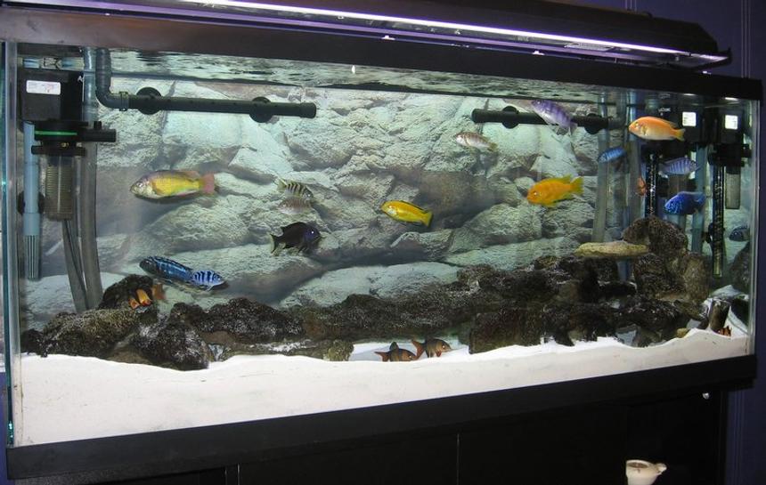Rated #108: 55 Gallons Freshwater Fish Tank - Lake Malawi Cichlids. 55 Gallon, 1 Filstar XP2 and 1 XP3 with 2 * Powerheads 400 gph to keep the surface of the sand clean of any waste. You can never have too much circulation.